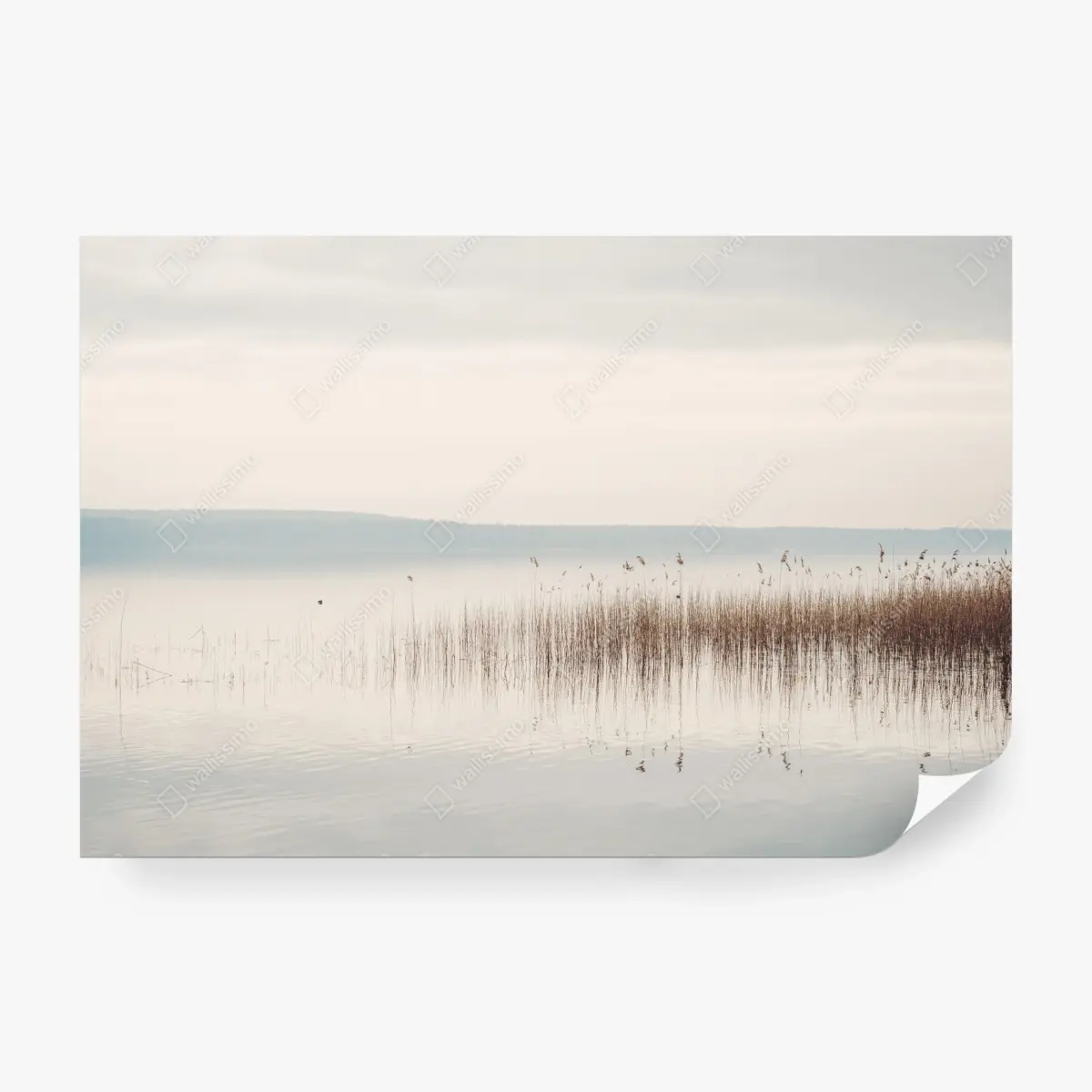 Fototapete ruhige schilfzone am see – Pixers®