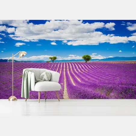 Fototapete lavendelfelder in Provence – Pixers®