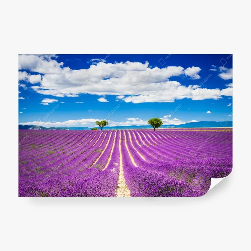 Fototapete lavendelfelder in Provence