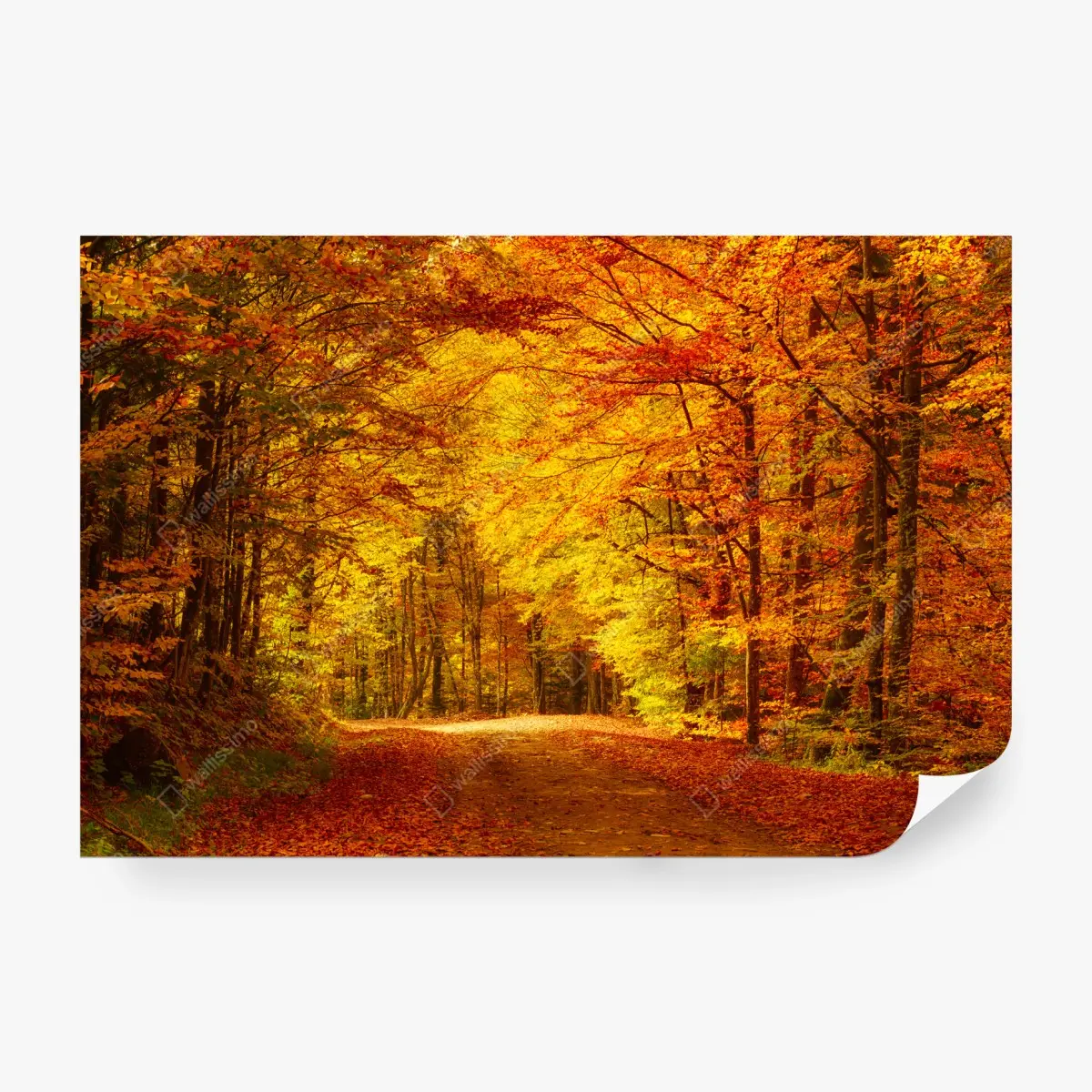 Fototapete goldener herbstwaldweg – Pixers®