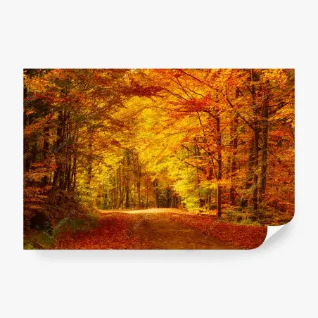 Fototapete goldener herbstwaldweg – Pixers®