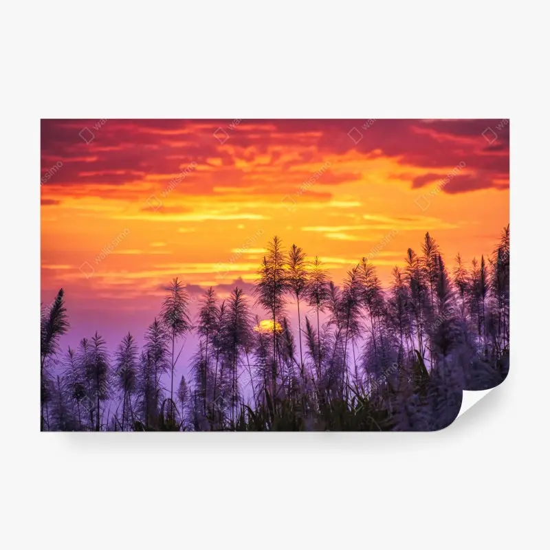 Fototapete goldener sonnenuntergang über wildgräsern