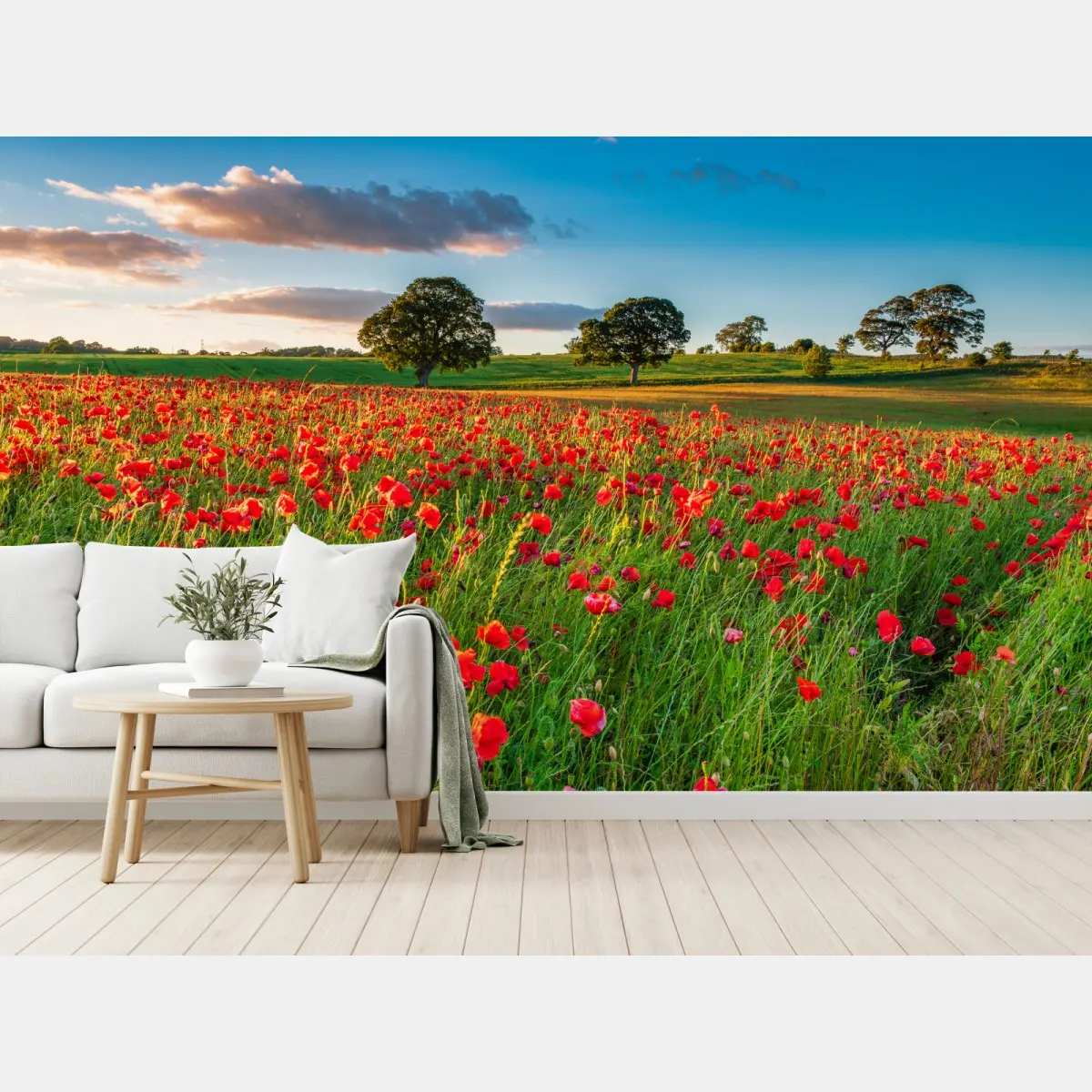 Fototapete rotes mohnfeld bei Corbridge – Pixers®
