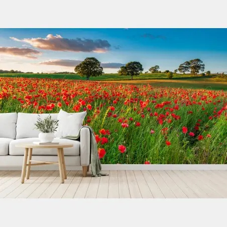 Fototapete rotes mohnfeld bei Corbridge – Pixers®