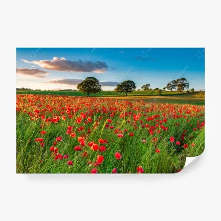 Fototapete rotes mohnfeld bei Corbridge – Pixers®