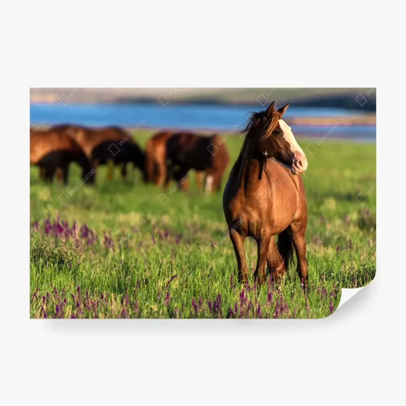 Fototapete majestätisches braunes pferd auf einer sonnenbeschienenen wiese
