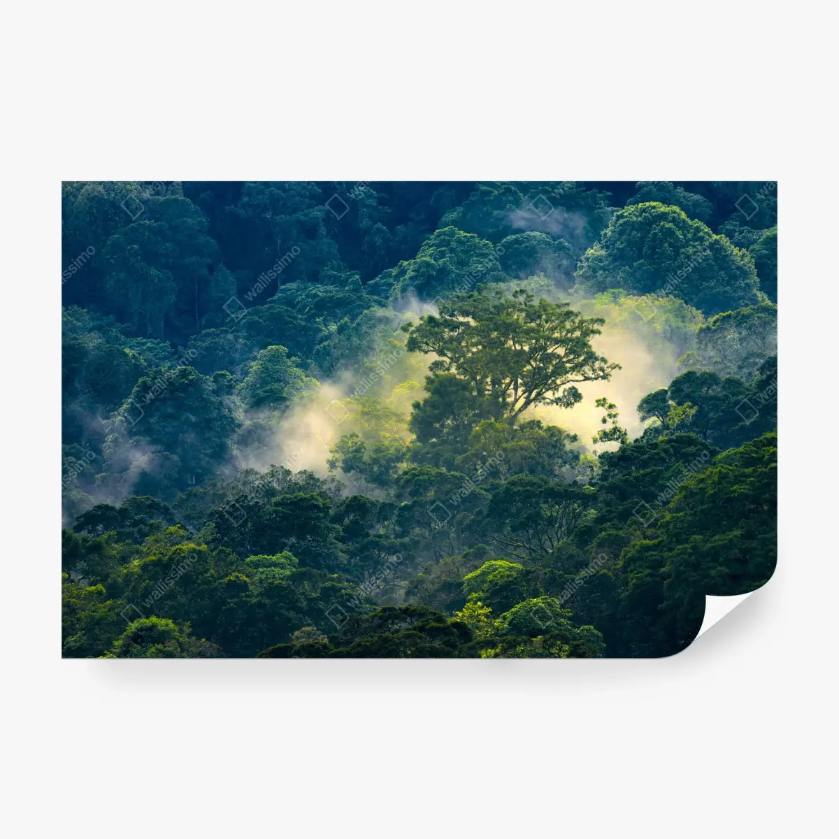 Fototapete nebliger regenwald mit baumkronen – Pixers®