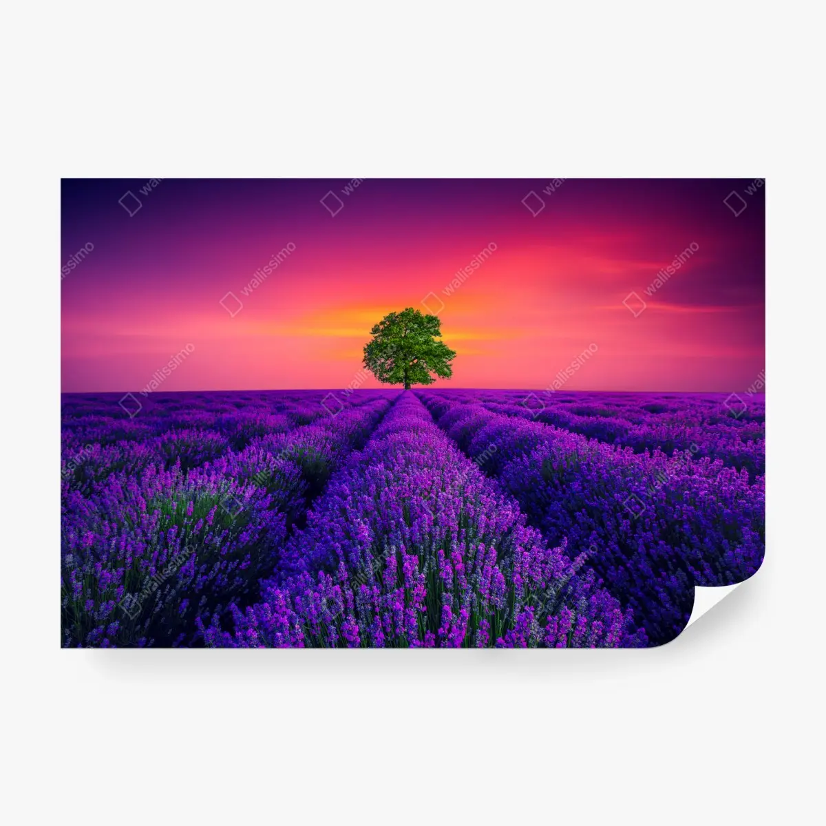 Fototapete lavendelfeld bei sonnenuntergang mit einsamem baum – Pixers®