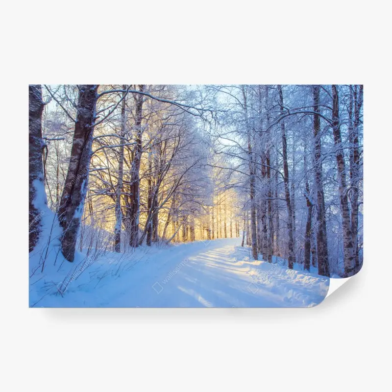 Fototapete birkenwald im winter bei sonnenaufgang