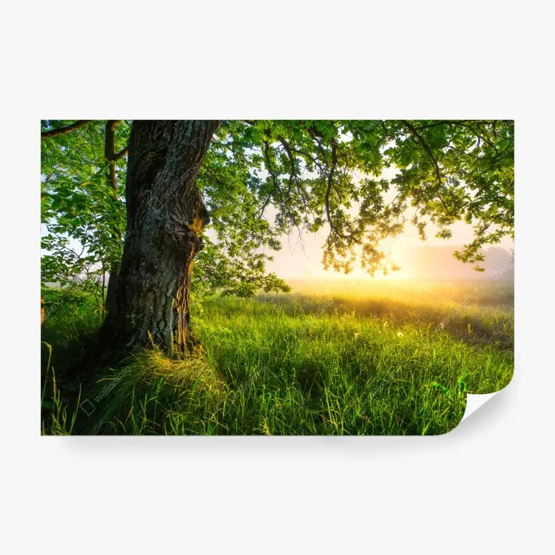 Fototapete morgendliche eiche auf sonnenbeschienener wiese
