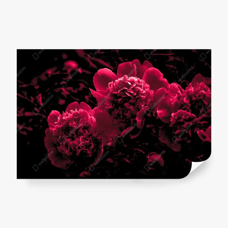 Fototapete stimmungsvolle rosa pfingstrosen