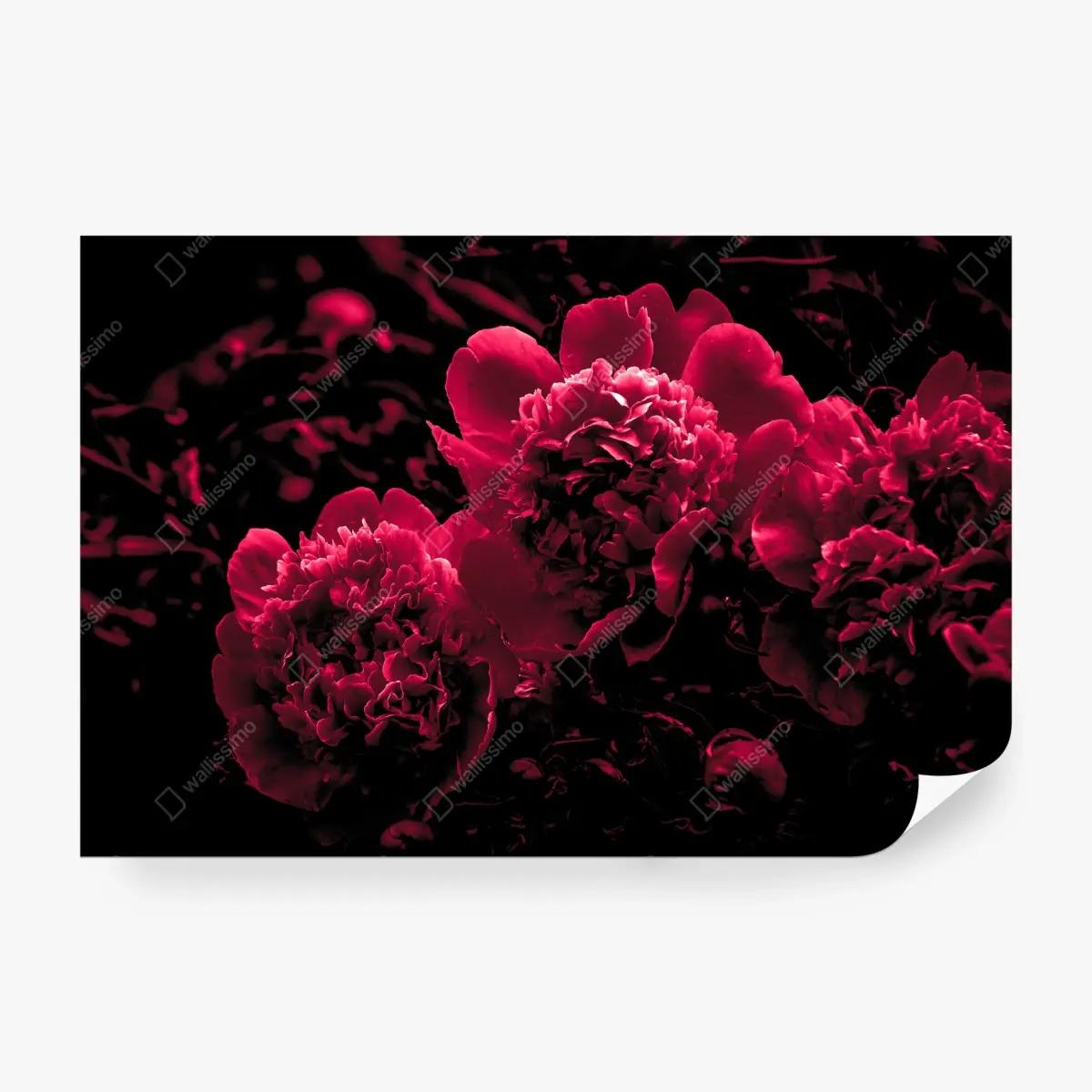 Fototapete stimmungsvolle rosa pfingstrosen – Pixers®
