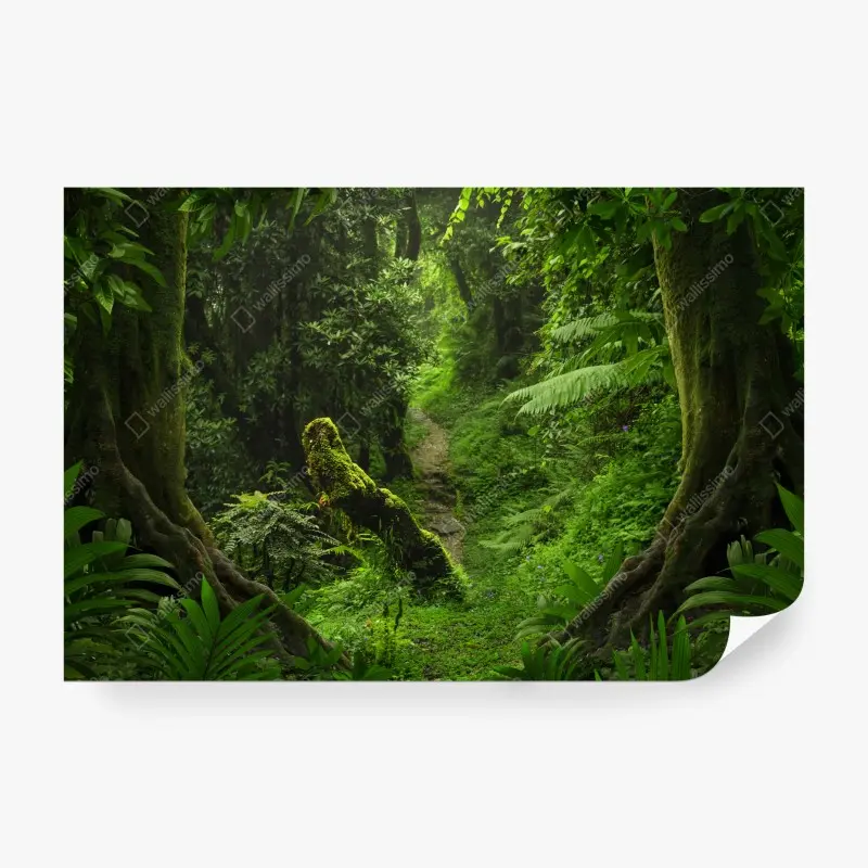 Fototapete verzauberter moosiger waldpfad