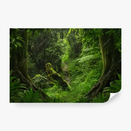 Fototapete verzauberter moosiger waldpfad – Pixers®