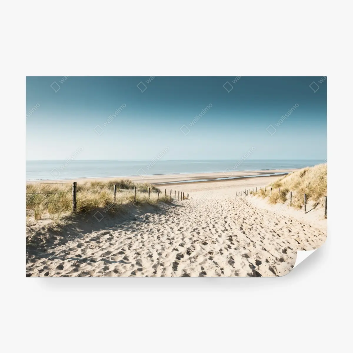 Fototapete sanddünen und ruhige Nordsee bei Noordwijk – Pixers®