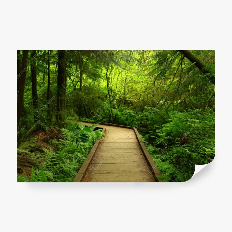 Fototapete ruhiger grüner waldsteg