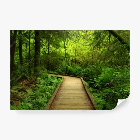 Fototapete ruhiger grüner waldsteg – Pixers®