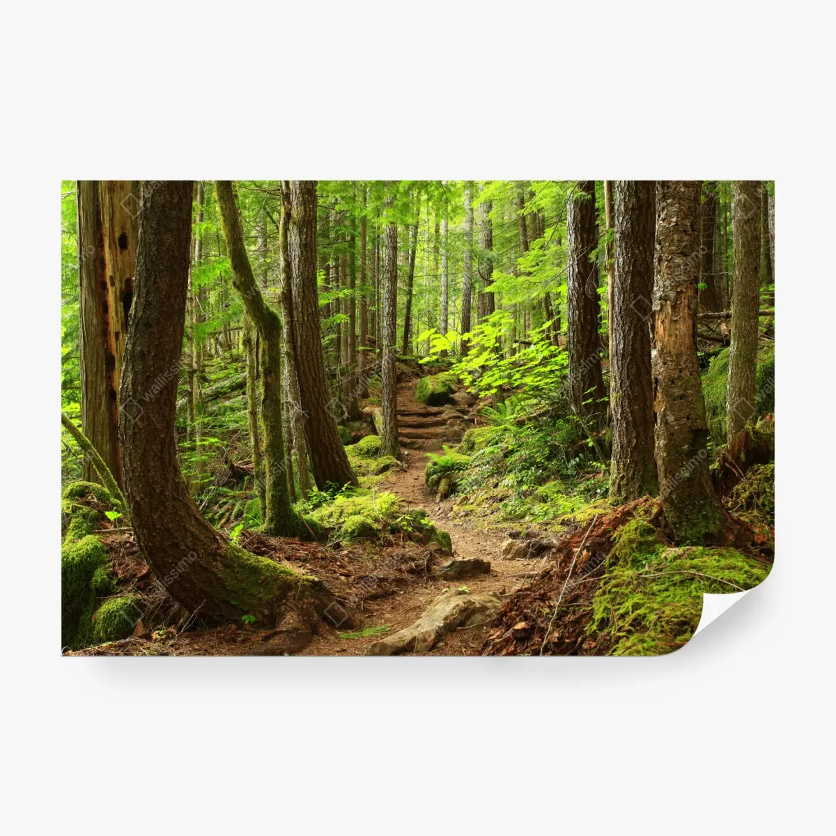 Fototapete moosiger waldpfad – Pixers®