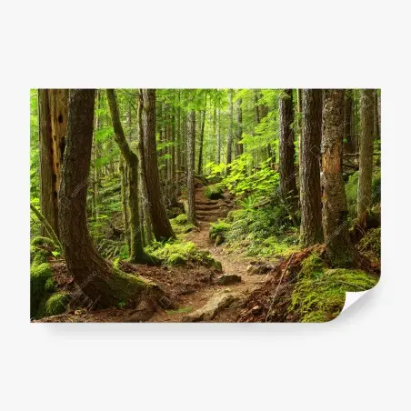 Fototapete moosiger waldpfad – Pixers®