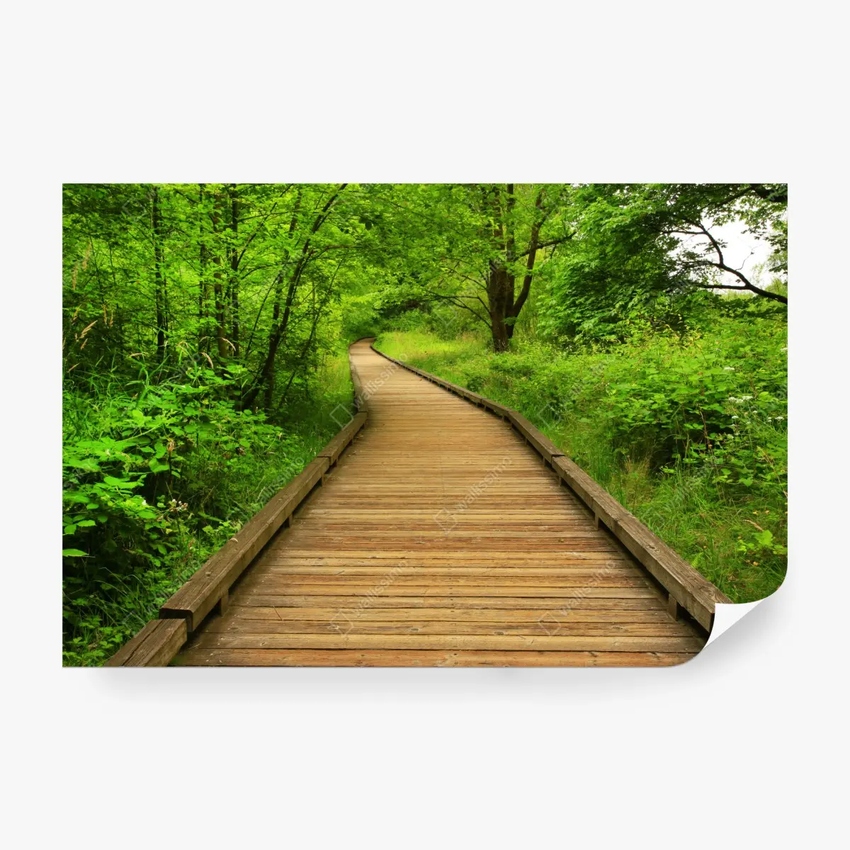 Fototapete ruhiger holzsteg im wald – Pixers®