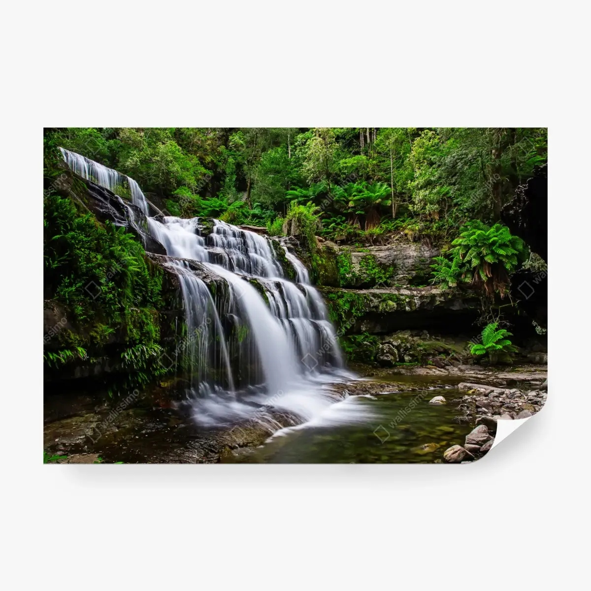 Fototapete wasserfall Liffey Falls im üppigen Regenwald von Tasmanien – Pixers®