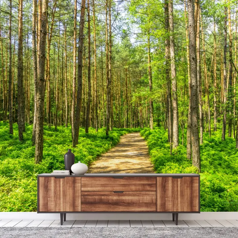 Fototapete sonniger waldweg zwischen kiefern
