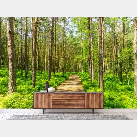 Fototapete sonniger waldweg zwischen kiefern – Pixers®