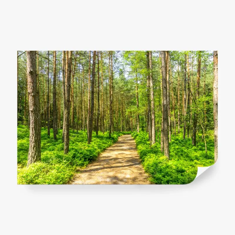 Fototapete sonniger waldweg zwischen kiefern
