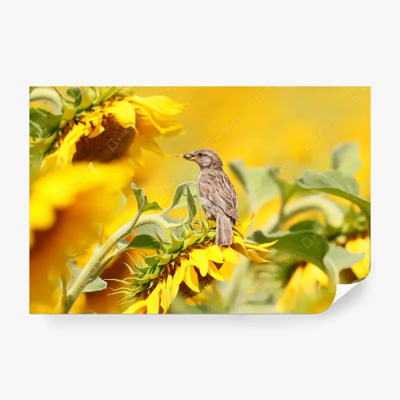 Fototapete spatz auf einer sonnenblume