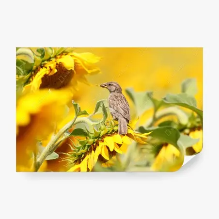Fototapete spatz auf einer sonnenblume – Pixers®