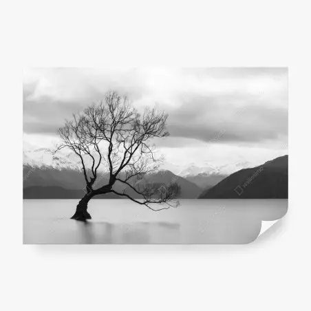 Fototapete einsamer baum im see in schwarzweiß – Pixers®