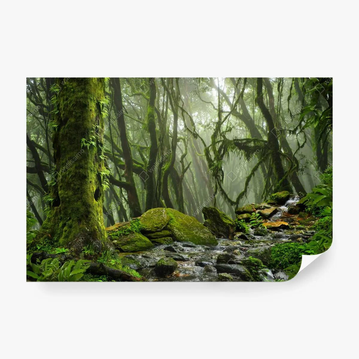 Fototapete moosiger wald mit bach im nebel – Pixers®
