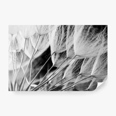 Fototapete zarte nahaufnahme von löwenzahnsamen in monochrom – Pixers®