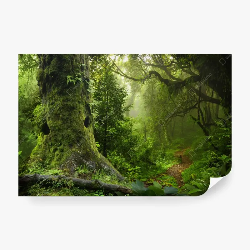 Fototapete moosiger alter waldpfad