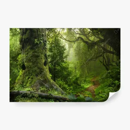 Fototapete moosiger alter waldpfad – Pixers®