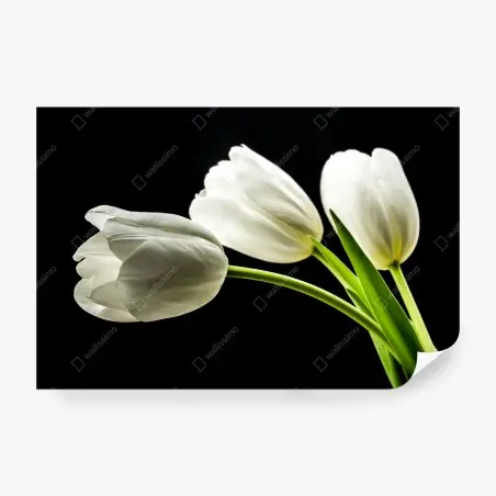 Fototapete elegante weiße tulpen vor schwarzem hintergrund – Pixers®