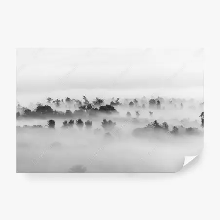 Fototapete nebliger wald in monochrom – Pixers®