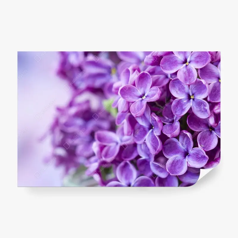 Fototapete lila fliederblüten nahaufnahme
