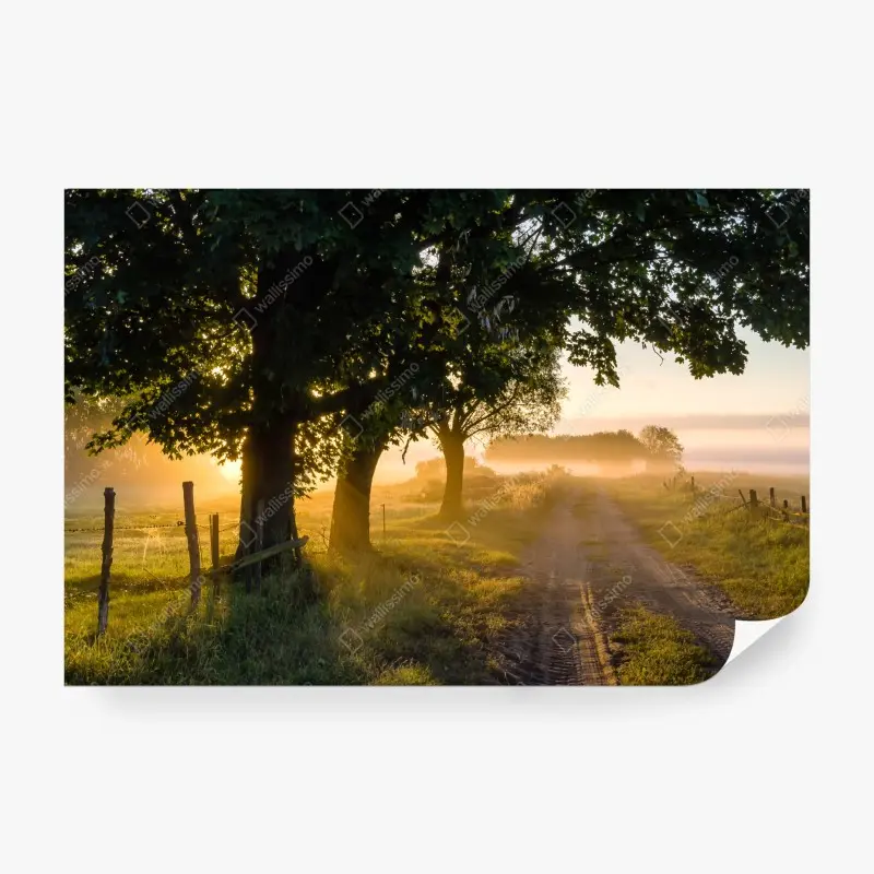 Fototapete sonnenbeschienener landweg im morgendunst