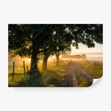 Fototapete sonnenbeschienener landweg im morgendunst – Pixers®