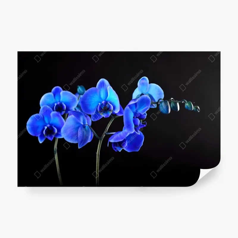 Fototapete leuchtende blaue orchidee vor schwarzem hintergrund