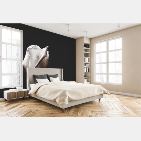 Fototapete weiße rose vor schwarzem hintergrund – Pixers®