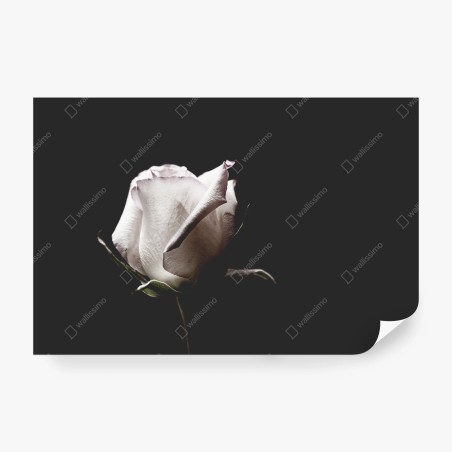 Fototapete weiße rose vor schwarzem hintergrund – Pixers®