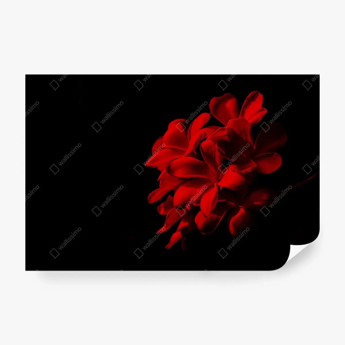 Fototapete rote plumeria auf schwarzem hintergrund – Pixers®