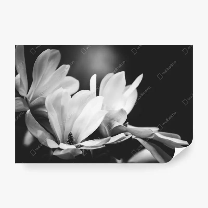 Fototapete schwarzweiß magnolienblüte nahaufnahme