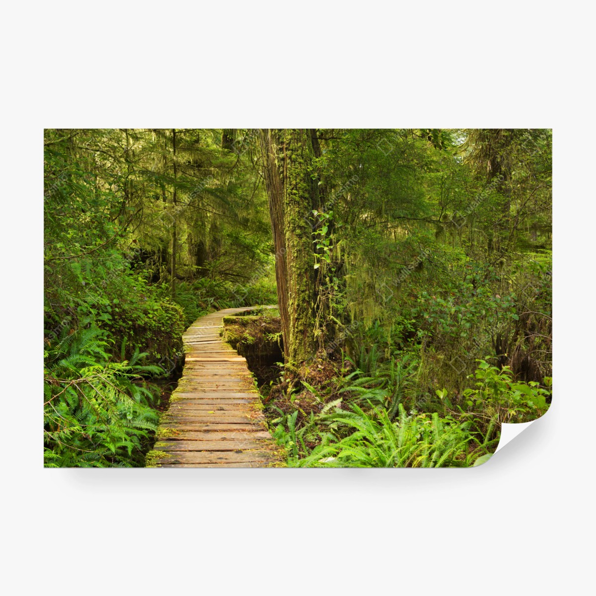 Fototapete steg im Pacific Rim regenwald – Pixers®