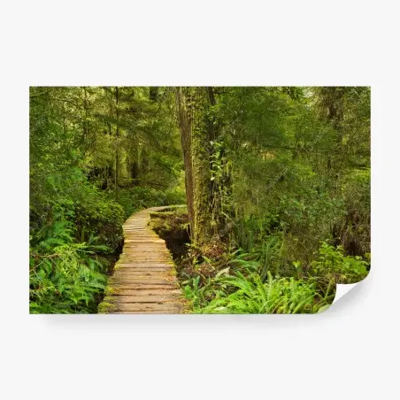 Fototapete steg im Pacific Rim regenwald – Pixers®