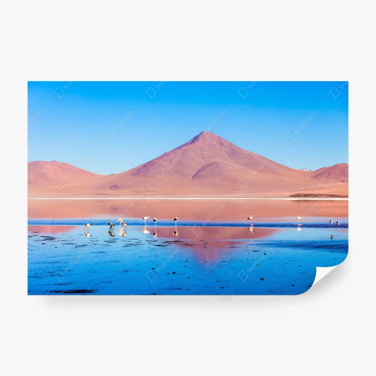 Fototapete flamingos am Laguna Colorada, Bolivien – Pixers®