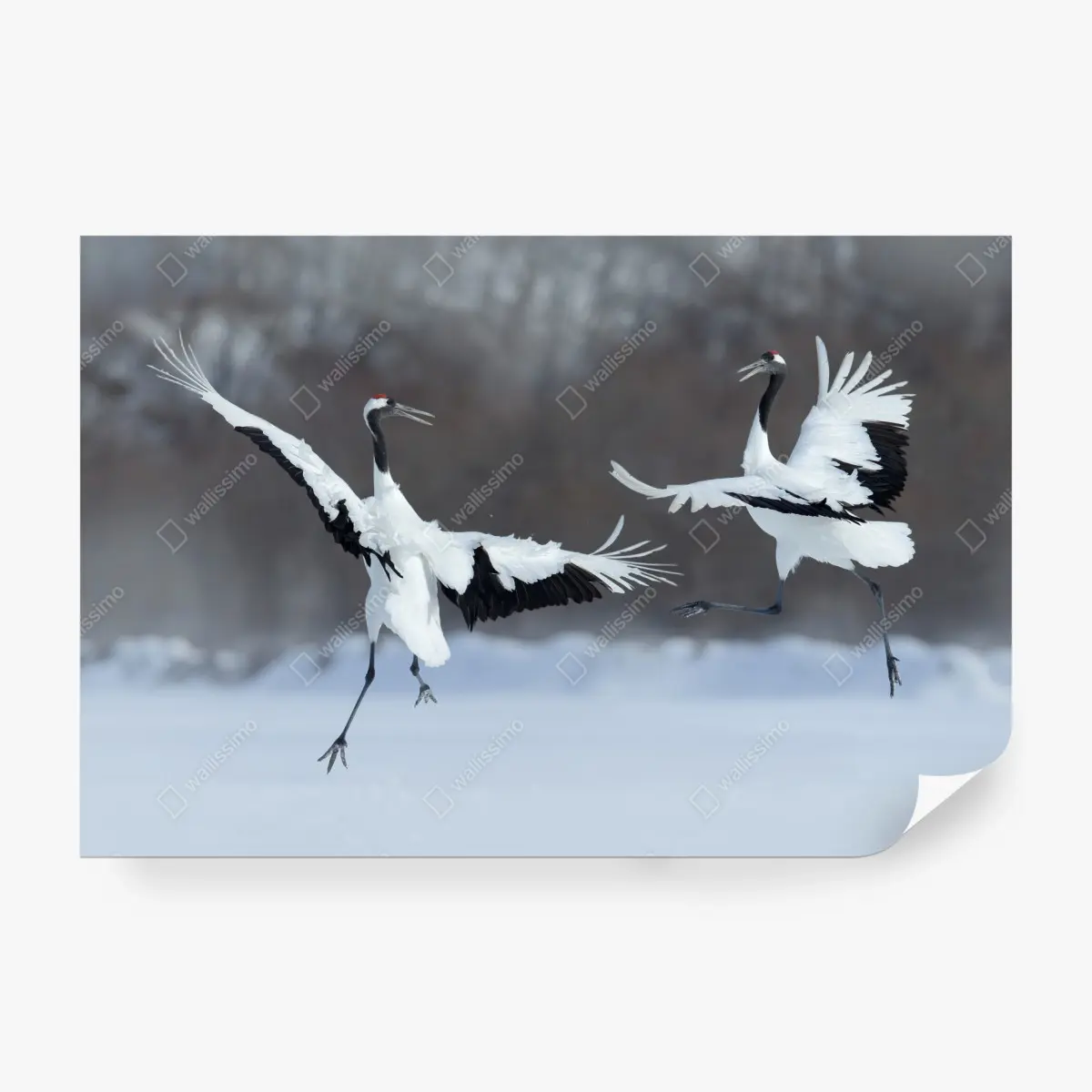 Fototapete tanzende rotkronenkraniche im schnee, Hokkaido – Pixers®