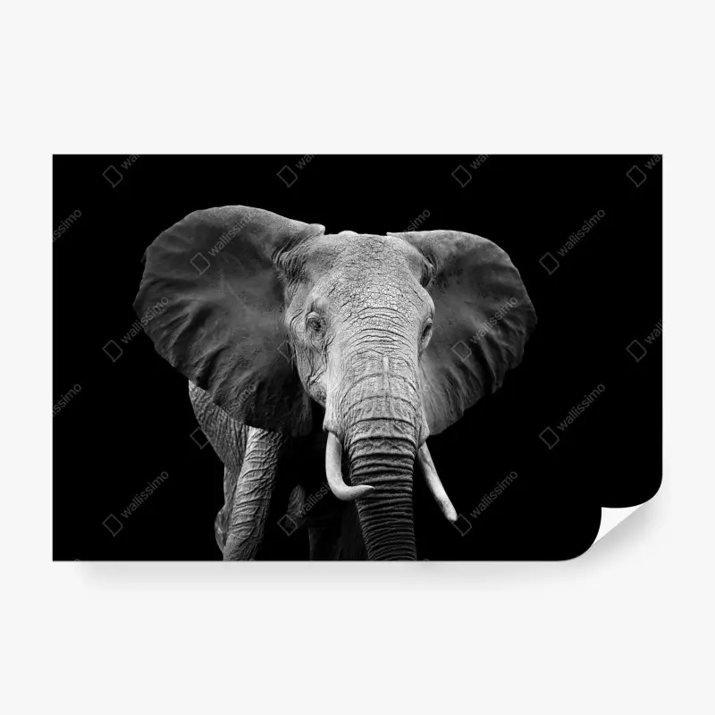 Fototapete majestätisches elefantenporträt in monochrom